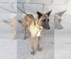 Labrador Retriever-Unknown Mix Dogs for adoption in Dana Point, CA, USA