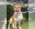 Small #2 Carolina Dog Mix