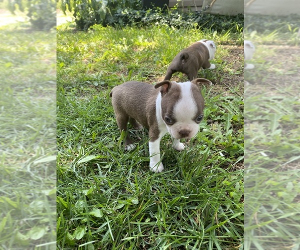 Medium Photo #3 Boston Terrier Puppy For Sale in FREDONIA, KS, USA