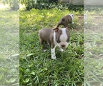 Small #2 Boston Terrier