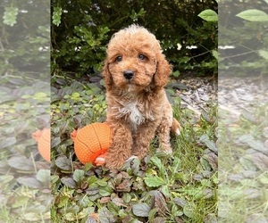Goldendoodle (Miniature) Puppy for sale in MIDDLEBURY, IN, USA