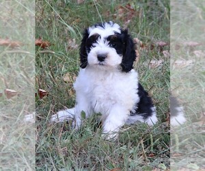 Miniature Bernedoodle Puppy for Sale in MARION CENTER, Pennsylvania USA