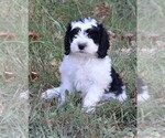 Small Miniature Bernedoodle