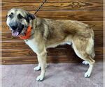 Small #3 Anatolian Shepherd-German Shepherd Dog Mix