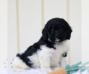 Cockapoo Puppy for sale in GORDONVILLE, PA, USA