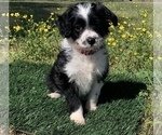 Small Photo #2 Aussiedoodle Miniature  Puppy For Sale in EL CAMPO, TX, USA