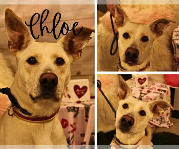 Medium Photo #5 American Staffordshire Terrier-Labrador Retriever Mix Puppy For Sale in Pierceton , IN, USA