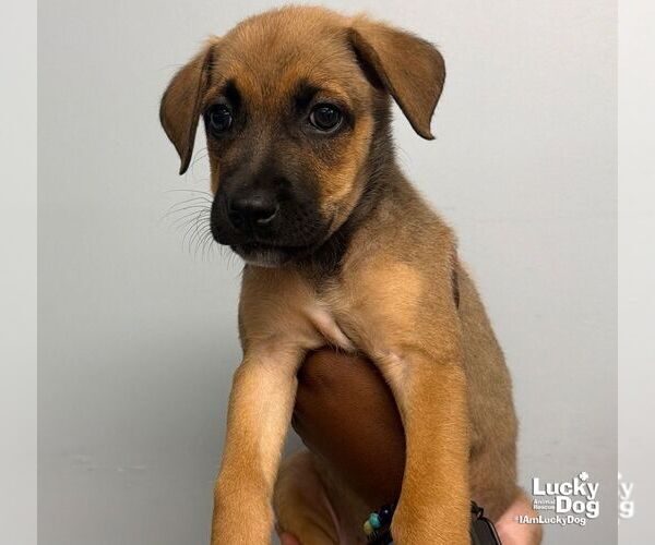 Medium Photo #3 Carolina Dog-Unknown Mix Puppy For Sale in Washington, DC, USA