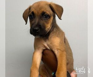 Zoe - Female Carolina Dog-Unknown Mix Dog for Adoption - Photo #3