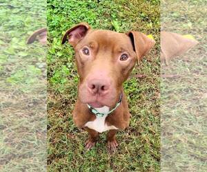 American Pit Bull Terrier-Unknown Mix Dogs for adoption in Millersville, MD, USA