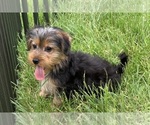 Small #8 Morkie