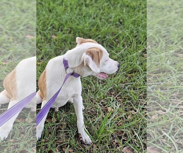 Medium Photo #10 Beagle-Unknown Mix Puppy For Sale in Wakefield, RI, USA