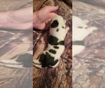 Puppy 2 Miniature Australian Shepherd-Texas Heeler Mix