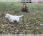 Small #1 English Cream Golden Retriever