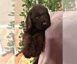 Labradoodle Puppy for sale in PAMPLICO, SC, USA