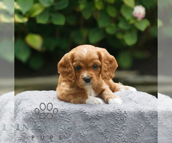 Medium Photo #4 Cavapoo Puppy For Sale in KINZERS, PA, USA