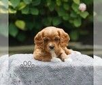 Small #3 Cavapoo