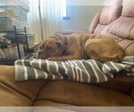 Small #1 Mutt