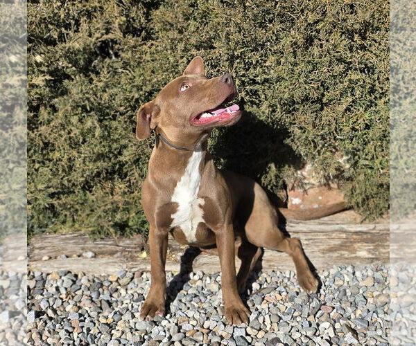 Medium Photo #4 American Staffordshire Terrier Puppy For Sale in Albuquerque, NM, USA