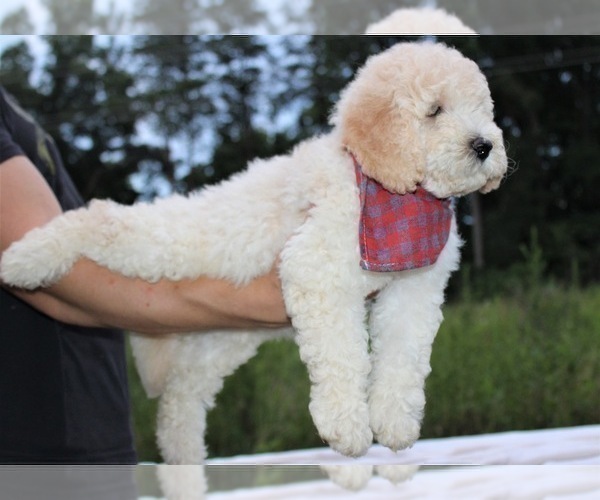 Medium Photo #43 Goldendoodle Puppy For Sale in TIMBERLAKE, NC, USA