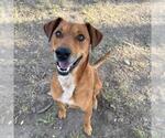 Small Photo #2 Labrador Retriever-Unknown Mix Puppy For Sale in Conroe, TX, USA