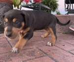 Small Photo #12 Catahoula Leopard Dog Puppy For Sale in GERMANTOWN, IL, USA