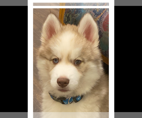 Medium Photo #6 Siberian Husky Puppy For Sale in LYNNWOOD, WA, USA