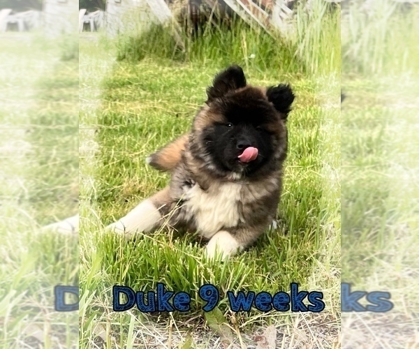 Medium Photo #43 Akita Puppy For Sale in BUTLER, PA, USA