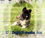 Small Photo #43 Akita Puppy For Sale in BUTLER, PA, USA