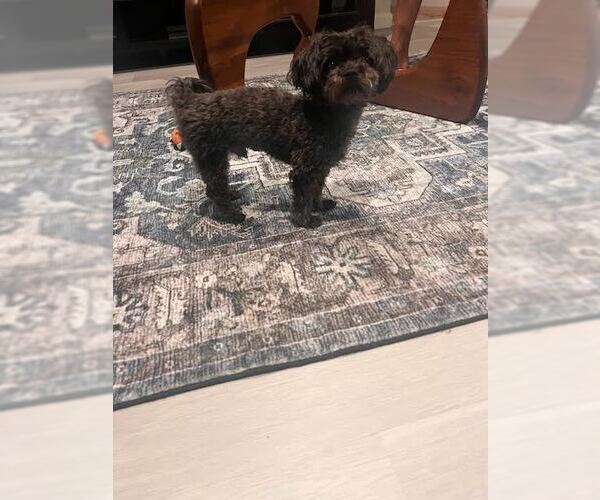 Medium Photo #2 Mutt Puppy For Sale in Tenafly, NJ, USA