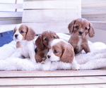 Small #9 Cavalier King Charles Spaniel