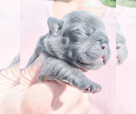 Small Photo #7 French Bulldog Puppy For Sale in ARLINGTON, WA, USA