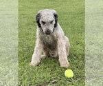 Small #1 Poodle (Miniature)