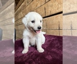 Small Photo #10 English Cream Golden Retriever Puppy For Sale in FREDERICK, MD, USA