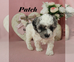 Small #13 Poodle (Toy)