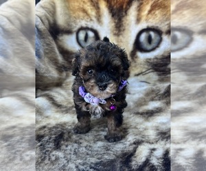 Poodle (Toy) Puppy for sale in JEFFERSONVILLE, IN, USA