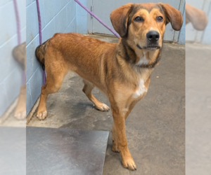 Mutt Dogs for adoption in Evansville, IN, USA