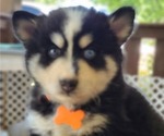 Puppy Apollo Pomsky