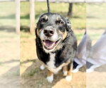 Small Border Collie Mix