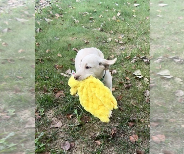 Medium Photo #10 Labrador Retriever Puppy For Sale in FREDERICKSBG, OH, USA