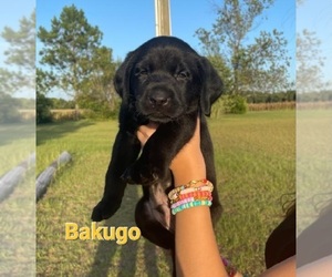 Labrador Retriever Puppy for sale in AIKEN, SC, USA
