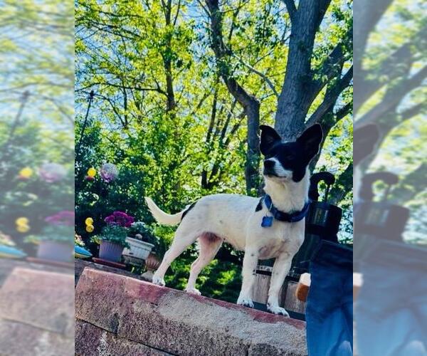 Medium Photo #2 Chihuahua-Unknown Mix Puppy For Sale in Denver , CO, USA