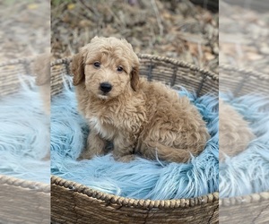 Goldendoodle (Miniature) Puppy for sale in FORT WORTH, TX, USA