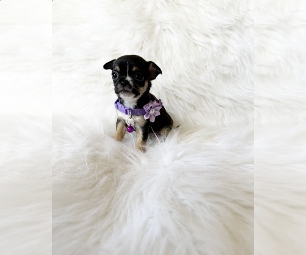 Medium Photo #4 Chihuahua Puppy For Sale in SACRAMENTO, CA, USA