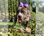 Small #11 Bullboxer Pit