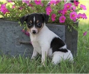 Fox Terrier (Toy) Puppy for sale in FREDERICKSBG, OH, USA