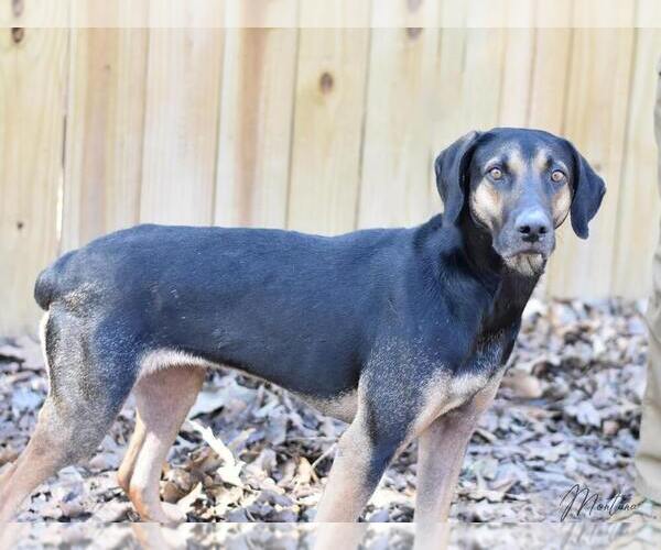 Medium Photo #1 Black and Tan Coonhound-Labrador Retriever Mix Puppy For Sale in Brewster, NY, USA