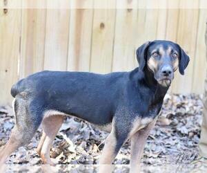 Black and Tan Coonhound-Labrador Retriever Mix Dogs for adoption in Brewster, NY, USA