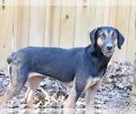 Montana - Female Black and Tan Coonhound-Labrador Retriever Mix Dog for Adoption - Small photo