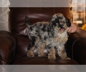 Poodle (Miniature) Puppy for sale in DYERSBURG, TN, USA
